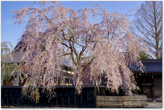 角館の武家屋敷通りに咲く満開の枝垂桜の様子